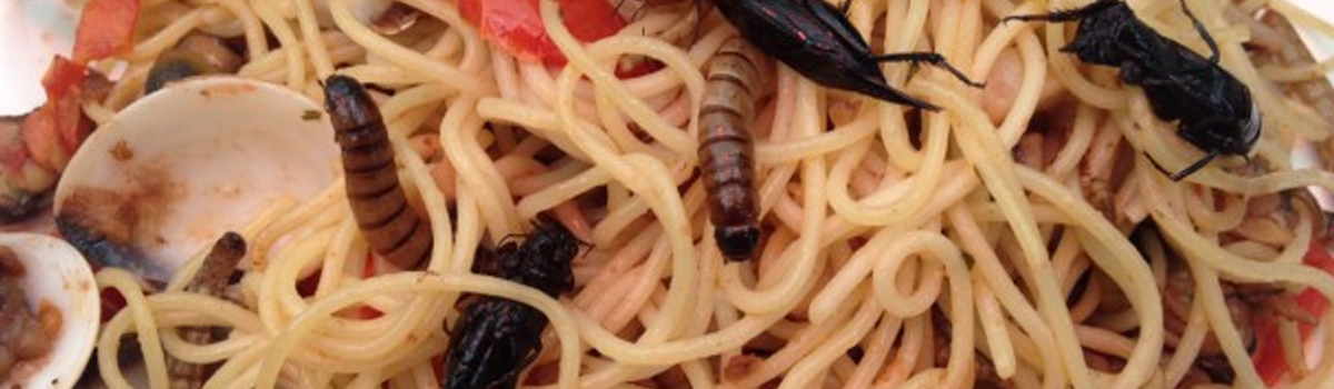 scarafaggi cibo 02