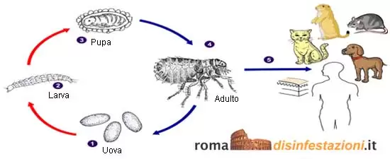 Ciclo sviluppo pulci